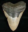 Inch Megalodon Tooth #5004-1